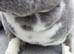 Broken blue mini rex doe