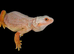 Bearded dragon