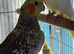 Cockatiels