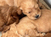 Cockapoo pups ready now last boy