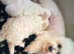Bichon FRISE