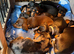 Beautiful dachshund puppies