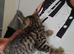 Bengal crossed kittens for sale
