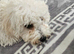 Bichon for sale male