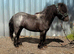 Fully registered 4yo