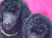 Standard poodles Fully health tested