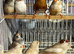 Mutation zebra finch