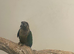 Conure
