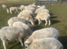 Wiltshire Horn Ewes