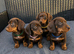 Miniature dachshund puppy’s READY NOW!
