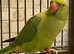 Stunning young Indian ringnick parrot