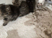 Exotic Persians