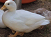 White Call Ducks