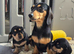 Quality Miniature Dachshunds