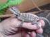 Baby bearded dragons