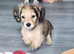 Long haired miniature daschund pups
