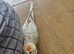 Cocktail Semi Tame Male 4 mothes old Good health