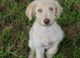 Stunning Litter of Parti F1b Labradoodles &ndash; Ready for their forever homes: Health Screened Parents