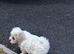Maltese puppy's