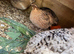 Mixed coturnix quail