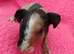 Skinny pigs and carriers