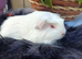 Skinny pigs and carriers
