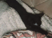 Two female kittens
