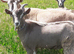 Stunnning Entire Billy Toggenburg Goat Kid - Father Pedigree