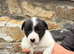 Sheep dog puppies for sale