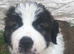 Roughcoat St. Bernard pups for sale to approved homes.