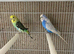Budgie pair