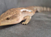 Full Setup + Gorgeous friendly Blue Tongue Skink