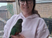 Australia king parrot