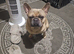 Adorable frenchie