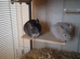 Good home needed for 3 young male chinchillas, plus large Critter Nation cage. Bargain at &pound;250.