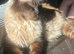 Female ragdoll spayed microchipped