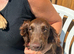 beautiful chocolate brown sprocker puppy’s
