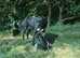 Traditional Border Collie Puppies
