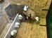 Three months old fantails both sexes very attractive white with some black tail feathers