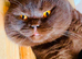 British Shorthair Kittens