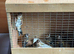 Goldfinches rung