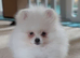 Tiny pure white girl
