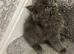 Maine Coon x Ragdoll Female Grey Kitten