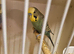 Proven pair budgies