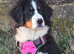 Gorgeous nearly 1 year old female pup