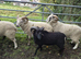 Tups for sale