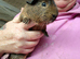 Guinea pigs for sale