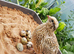 3 to 5 weeks old quail mixed colors