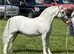 Quality Welsh Section A Show Filly Bred In The Purple