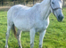 DIAMOND — 14YO IRISH DRAUGHT MARE — 16H A lovely, kind and genuine mare looking for her next 5️ home!